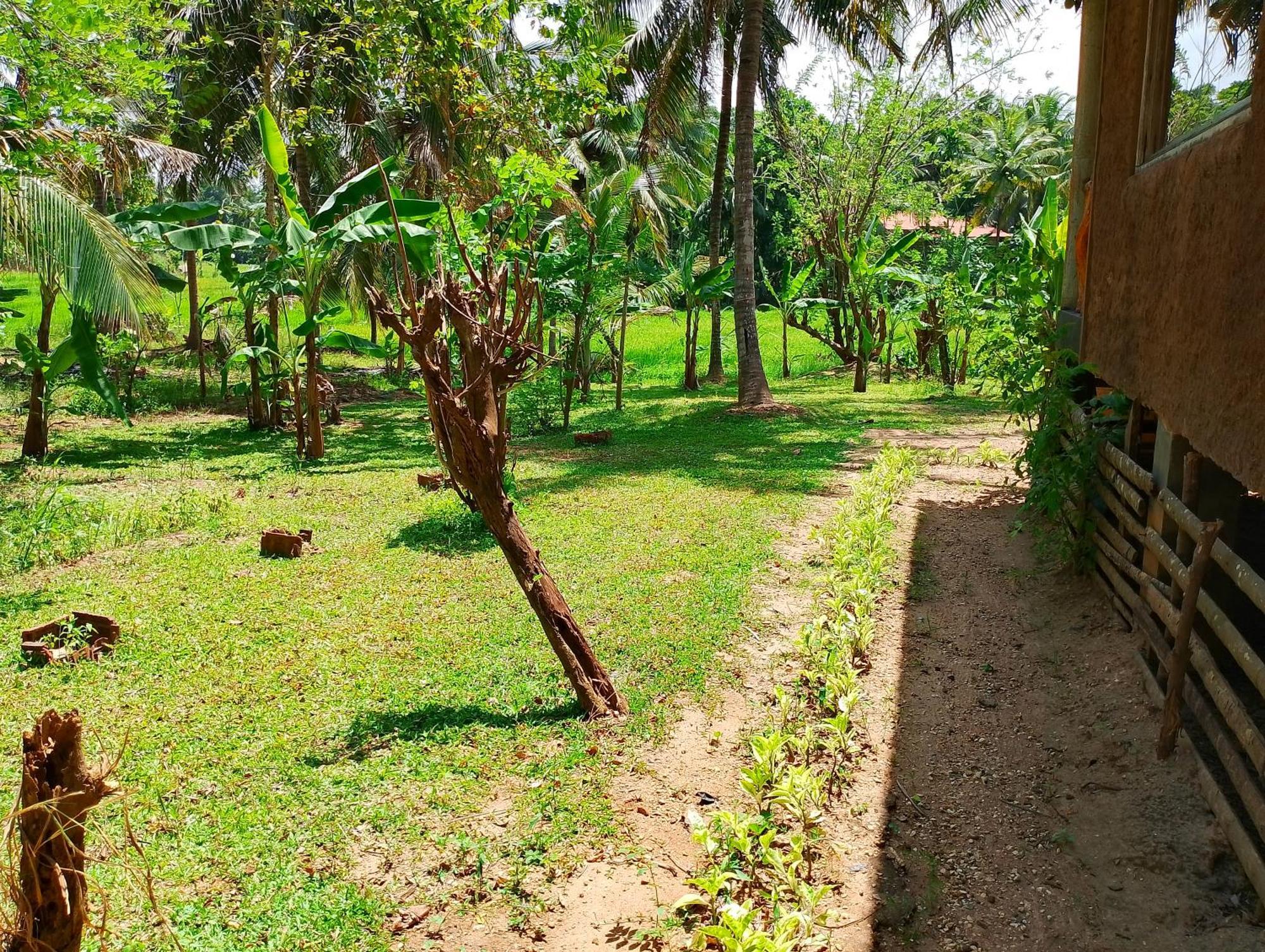 Milk House Cottage Udawalawe Δωμάτιο φωτογραφία